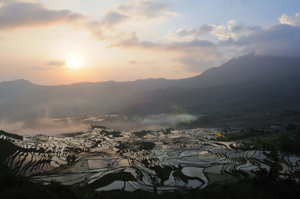 Plantație orez China